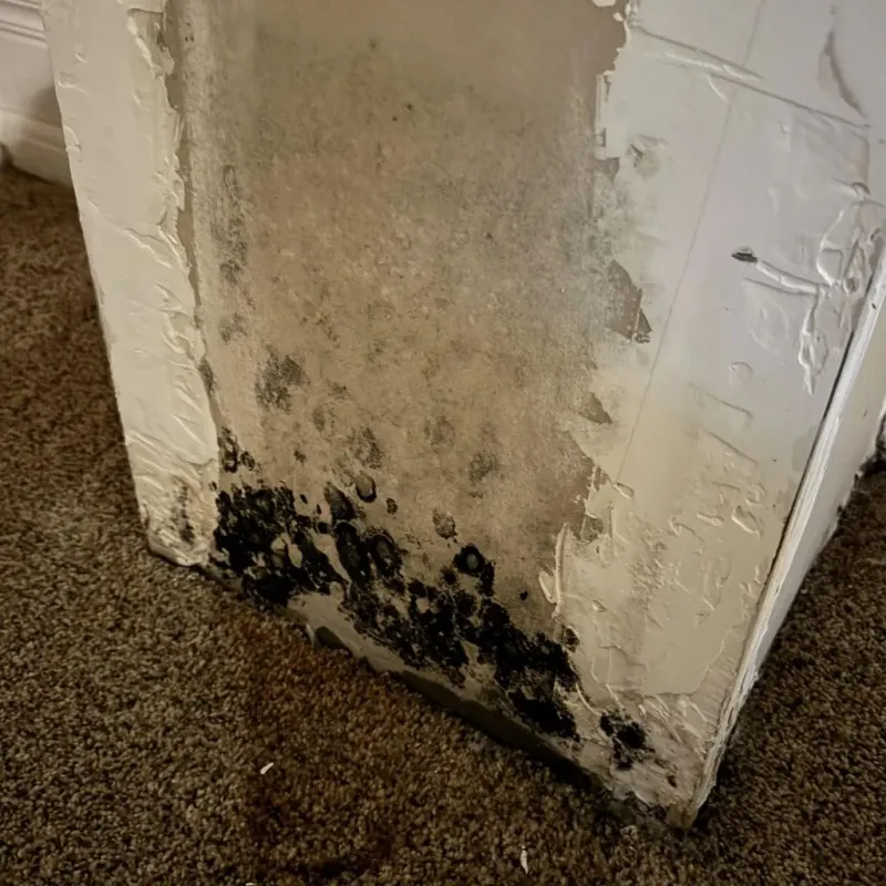 Professional Mold Removal in Meade County, SD